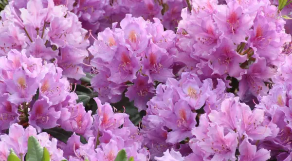 Gros plan sur une **floraison** de rhododendrons aux teintes roses et violettes, un spectacle printanier.
