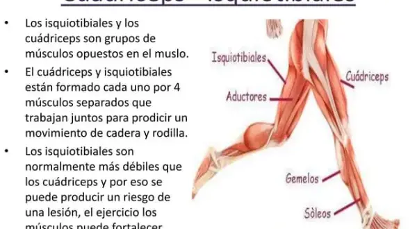 Todo sobre los cuádriceps: músculos de la pierna y su importancia