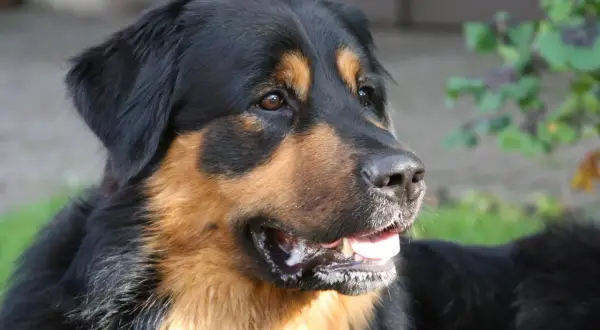 Ein freundlicher Australian Shepherd Berner Sennenhund Mix mit braunen Augen und einem breiten Lächeln im Freien.