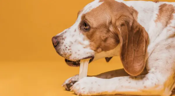 Perro de raza mixta mordiendo un hueso, explorando qué huesos pueden comer los perros.
