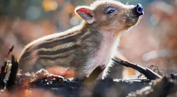 Un adorable marcassin rayé, prêt à adopter, lève son museau vers le ciel.