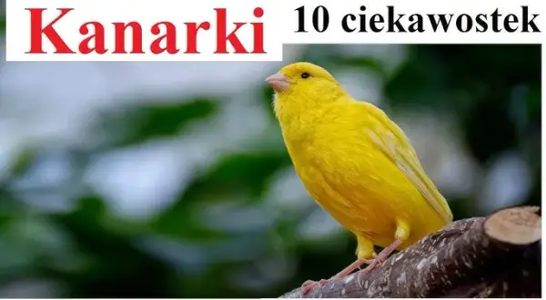 Kanarki: Skąd naprawdę pochodzą? Obalamy mity o ich korzeniach.