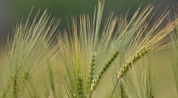 Kłosy pszenżyta jarego na zielonym tle. Długie, delikatne źdźbła tworzą wachlarz nad dojrzewającymi ziarnami.