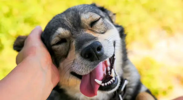 Un perro feliz con la boca abierta y la lengua fuera, mientras una mano le acaricia la cabeza. Una imagen que te ayuda a saber si tu perro te quiere.