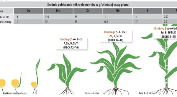 Nawożenie kukurydzy: Maksymalny plon ziarna i kiszonki - praktyczny poradnik