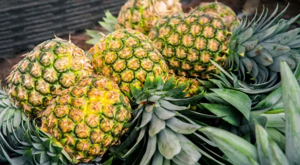 Ananasy, źródło bromelainy na stawy. Ich soczyste wnętrze i zielone liście kryją naturalne wsparcie dla Twoich stawów.