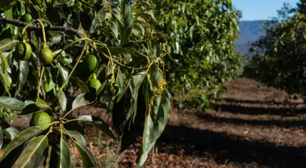 Cuando plantar aguacate para asegurar un crecimiento exitoso