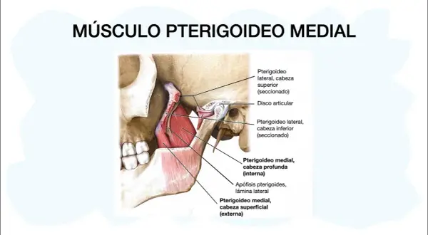 Todo lo que necesitas saber sobre el músculo pterigoideo y su función
