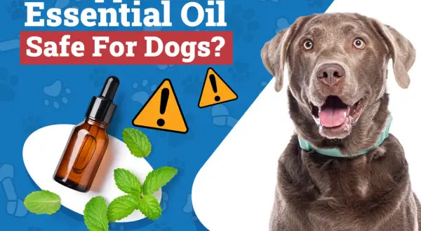Is peppermint oil safe for dogs? A curious dog looks on as a bottle of essential oil and mint leaves are shown with warning signs.