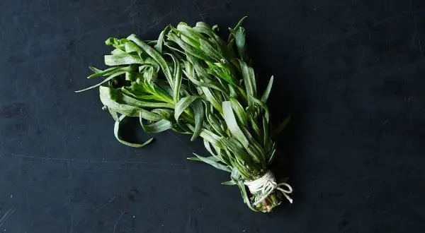 En knippe färska örter med långa, smala blad, som en krydda som smakar lakrits.