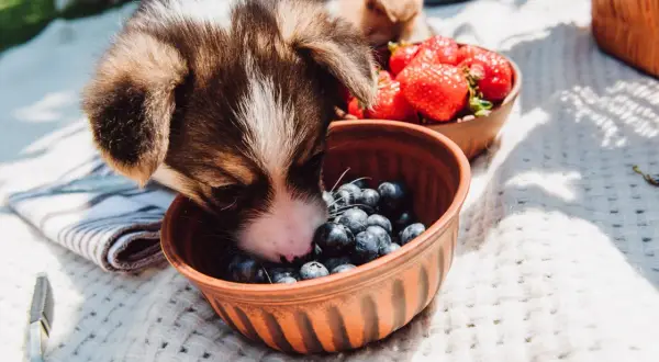 Szczeniak corgi wącha borówki, zastanawiając się, czy pies może jeść borówki. Obok miska z truskawkami.