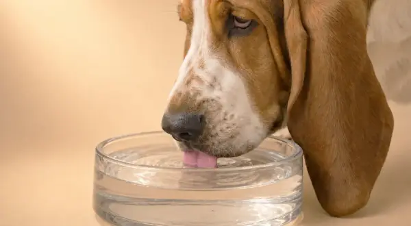 Un Basset Hound con orejas largas bebe agua de un cuenco transparente. Mi perro bebe mucha agua, ¡necesita mantenerse hidratado!