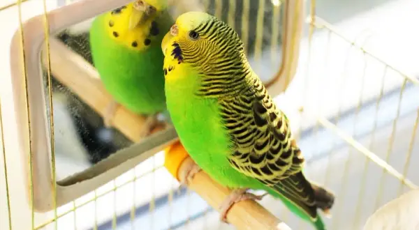 Ile kosztuje papuga falista w sklepie zoologicznym? Ceny i zdrowie ptaków
