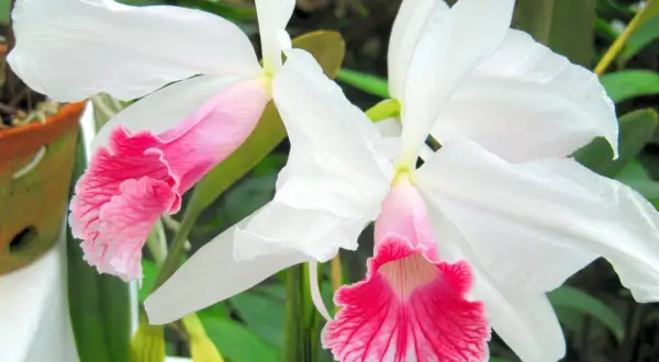 Dwie białe orchidee z różowymi, falbankowymi wargami. Zachwycające odmiany kwiatów.