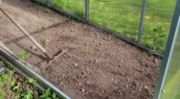 Przygotowanie grządki w szklarni. Grabienie ziemi, która będzie idealna jako jaka ziemia do pomidorów.