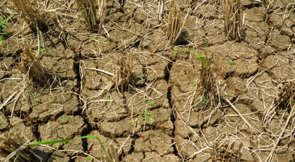 Terreno arido e screpolato, residui secchi di raccolto e qualche timida piantina verde. La stanchezza del terreno è evidente, un paesaggio che attende la pioggia.