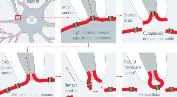 Schema der Patch-Clamp-Technik: Zell-angeheftete, Ganzzell-, Inside-out- und Outside-out-Aufnahme.