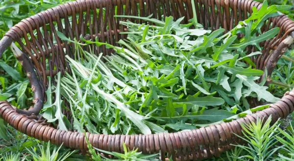Frisch geernteter Rucola liegt in einem rustikalen Weidenkorb, bereit für die Küche.