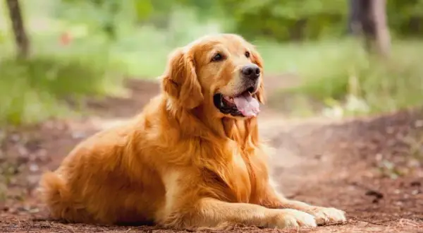 Ile szczeniaków rodzi golden retriever? Oto zaskakujące fakty!