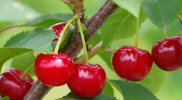 Saftige, gelb-rote Kirschen reifen am Ast, umgeben von grünen Blättern.