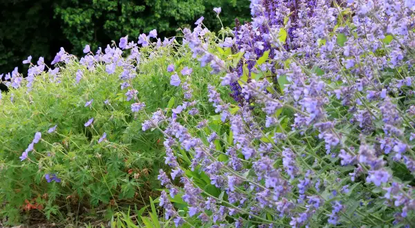 Un parterre de fleurs bleues et violettes, avec un magnifique **géranium vivace** au premier plan, sous un feuillage vert dense.