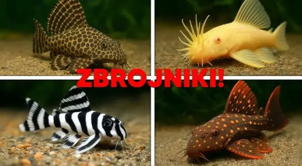 Czy glonojad może zjadać rybki? Dowiedz się, jak tego uniknąć