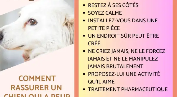 Conseils pour comment rassurer un chien qui a peur : restez calme, créez un endroit sûr, ne forcez jamais. Un chien effrayé a besoin de douceur.