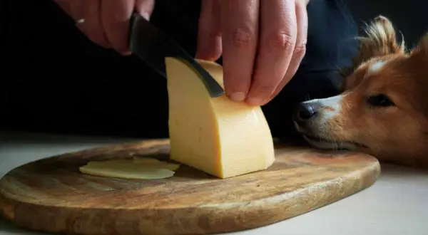 Czy pies może jeść ser żółty? Czekoladowy piesek z nadzieją patrzy na kawałek sera krojenego na desce.