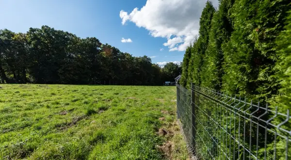 Żywopłot z tui wzdłuż metalowego ogrodzenia, na tle zielonej łąki i drzew.