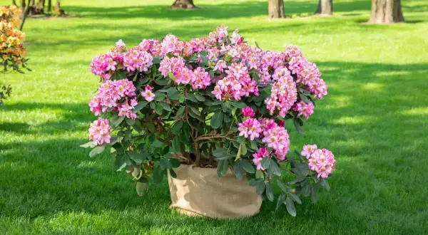 Ein blühender Rhododendron im Sack, bereit zum Rhododendron umpflanzen in den sonnigen Garten.