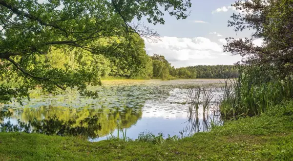 Grönskande träd speglar sig i en näckrosfylld sjö vid Hellasgården Stockholm.