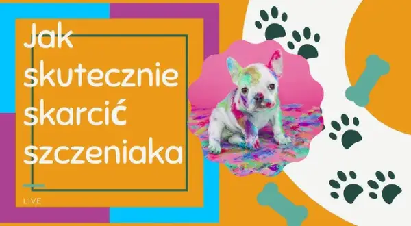 Jak karać szczeniaka? Nie! Wychowaj go pozytywnie i skutecznie.