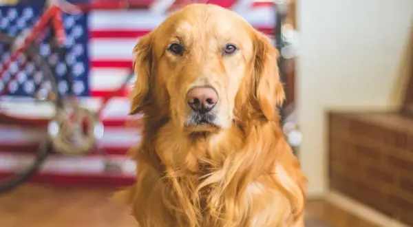 Ile żyje labrador golden retriever? Odkryj, co wpływa na ich długość życia