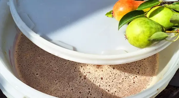 Fermentujący moszcz gruszkowy w wiadrze, z gałązką świeżych gruszek na brzegu. Powstaje pyszne wino z gruszek.