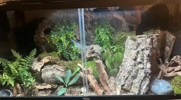 Jak przygotować korzeń do terrarium, aby uniknąć błędów i zagrożeń