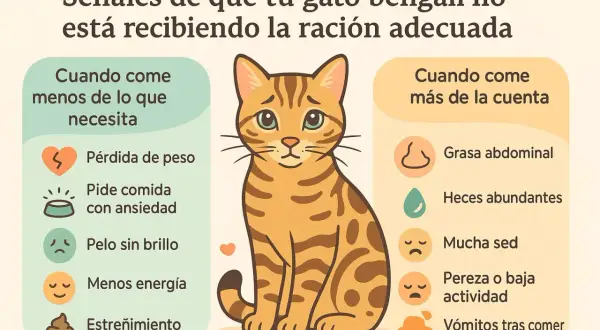 Tabla de alimento para gatos: señales de que tu gato bengalí come poco o demasiado. Muestra síntomas como pérdida de peso o vómitos.