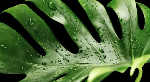 Kiedy monstera płacze, jej liście lśnią od kropel wody. Ciemne tło podkreśla soczystą zieleń i delikatne krople.