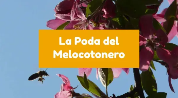 Abeja volando cerca de flores rosadas de melocotonero. El texto dice "La Poda del Melocotonero".