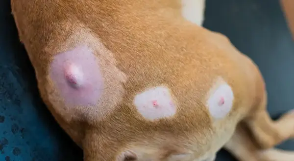 Hund mit Hautveränderungen, mögliche Anzeichen für Krebs im Endstadium. Ein großer, geschwollener Knoten ist sichtbar.