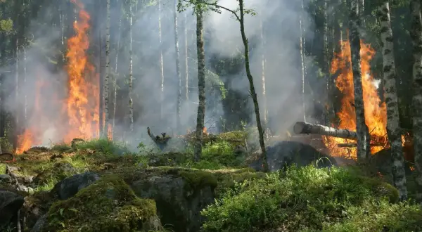 Płonący las, dym i ogień wśród drzew. To przerażające skutki zmiany klimatu, które niszczą naszą planetę.
