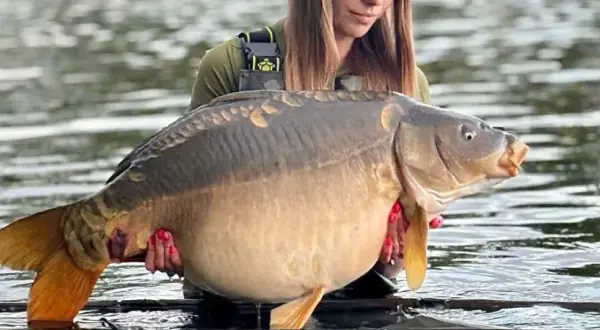 Eko Lakes Wójcina - idealne łowisko karpiowe z wyjątkowymi rybami