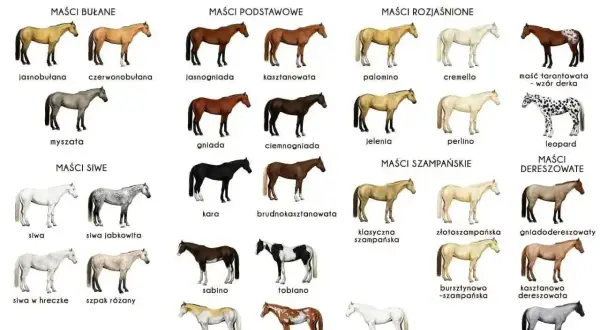 Ilustracja przedstawia różne maści koni, w tym maść bułaną. Widać konie jasnobulane, czerwonobulane i myszate.