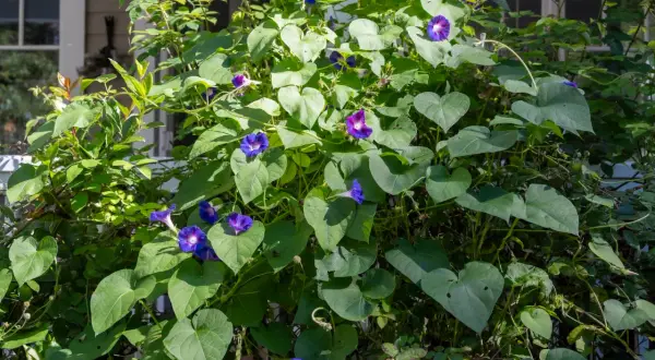 Prächtige lila Blumen, wie die Trichterwinde, ranken sich üppig. Ihre Namen sind so vielfältig wie ihre Farben.