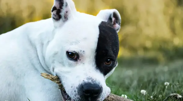 Un perro blanco y negro, un ejemplo de los tipos de American Stanford, mastica una rama en el césped.