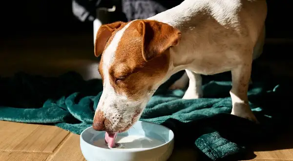 Ein braun-weißer Hund trinkt genüsslich Buttermilch aus einer blauen Schüssel auf einer grünen Decke.
