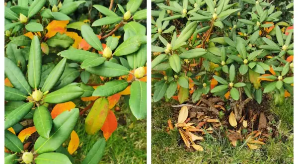 Rododendron z żółknącymi liśćmi. Jak uratować rododendrona? Sprawdź, czy ma odpowiednie podłoże i wilgotność.