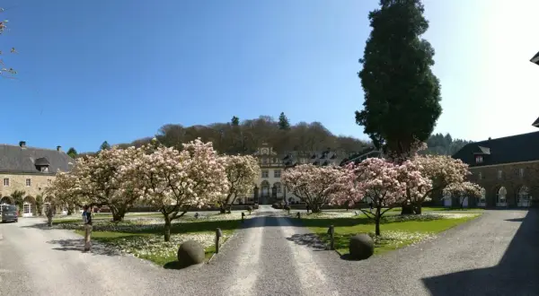Blühende Magnolien vor historischem Gebäude. Vielleicht finden heute hier Veranstaltungen in Engelskirchen statt.