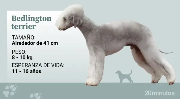 Perro Bedlington Terrier de perfil, con información sobre tamaño, peso y esperanza de vida.