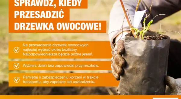 Sprawdź, kiedy przesadzić drzewka owocowe. Najlepsza pora to późna jesień, bez przymrozków.
