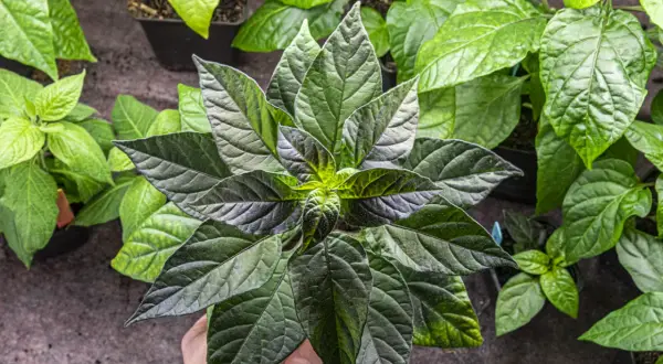 En hand håller en mörkbladig chiliplanta, redo att chili odla. Flera andra plantor syns i bakgrunden.